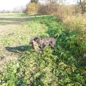 Drahthaar Hunting in France