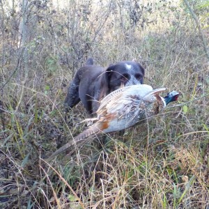 Drahthaar Hunting in France