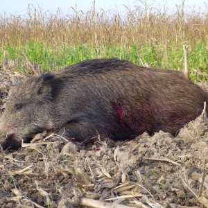 Wild Boar Hunting in France