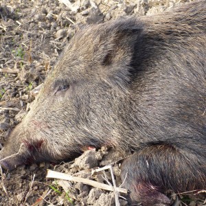 Wild Boar Hunting in France