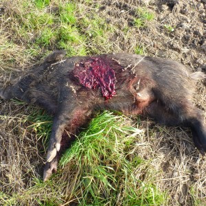 Wild Boar Hunting in France