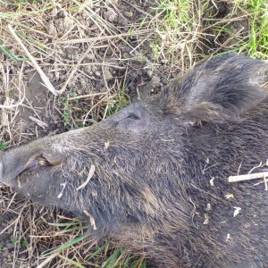 Wild Boar Hunting in France