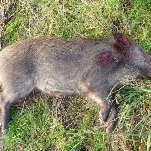 Wild Boar Hunting in France