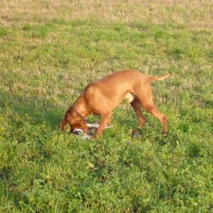 Vizsla Hunting in France