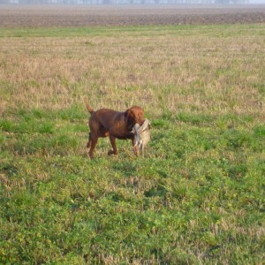 Vizsla Hunting in France