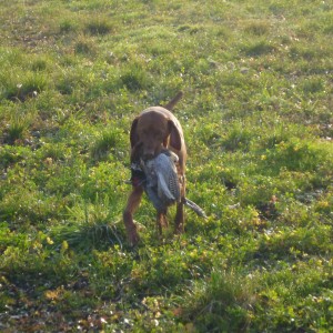 Vizsla Hunting in France