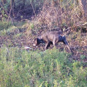 Drahthaar Hunting in France