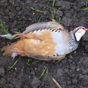 Partridge Hunting in France