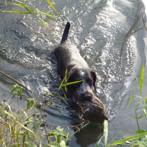 Drahthaar Hunting in France