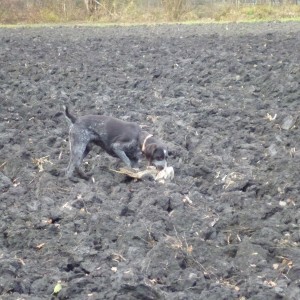 Pheasant Hunting in France