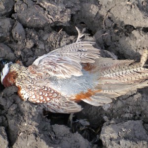 Bird Hunting in France