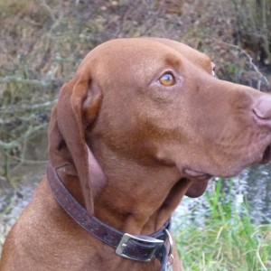 Vizsla Hunting in France