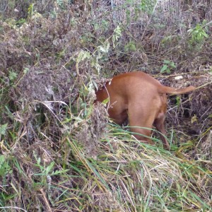 Vizsla Hunting in France