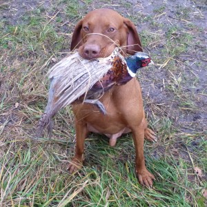 Vizsla Hunting in France