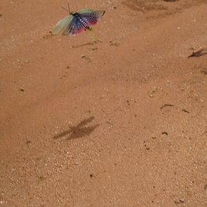 Grasshopper Namibia