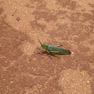 Grasshopper Namibia