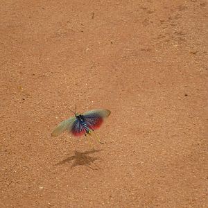 Grasshopper Namibia