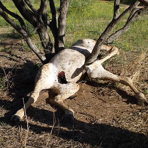 Dead Giraffe Namibia