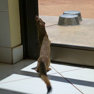 Red Mongoose Namibia