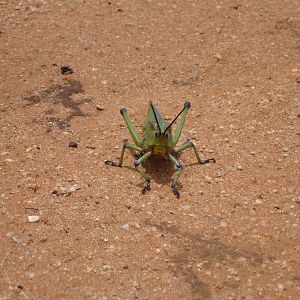 Grasshopper Namibia