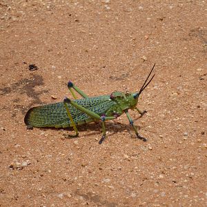 Grasshopper Namibia