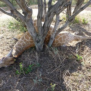 Dead Giraffe Namibia