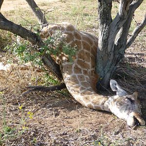 Dead Giraffe Namibia