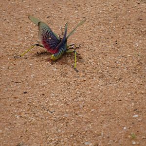 Grasshopper Namibia