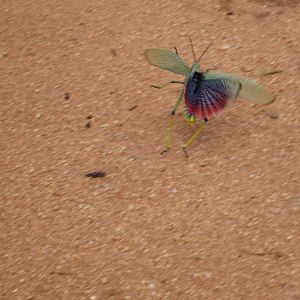 Grasshopper Namibia