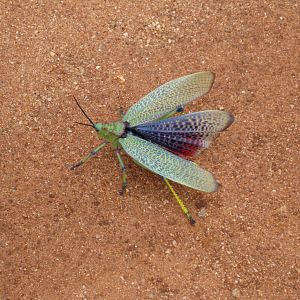 Grasshopper Namibia