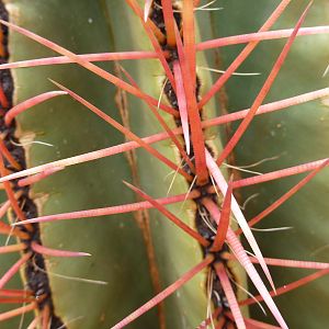 Cactus Namibia