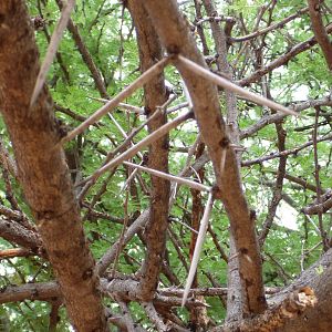 Thorns Namibia