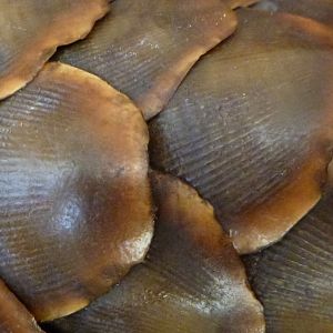 Giant Pangolin Scales Namibia