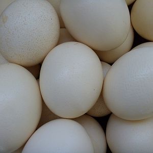 Ostrich Eggs Namibia