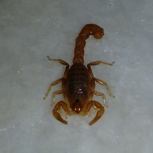 Scorpion Namibia