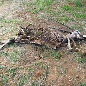 Gemsbok Carcass Namibia