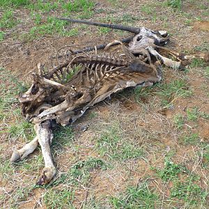 Gemsbok Carcass Namibia