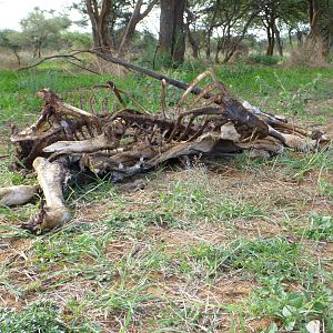 Gemsbok Carcass Namibia