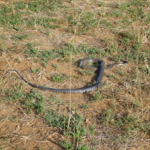 Black Mamba Namibia