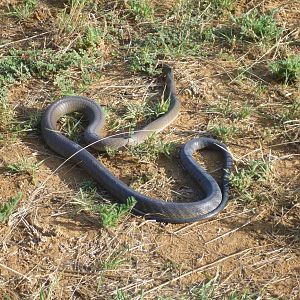 Black Mamba Namibia