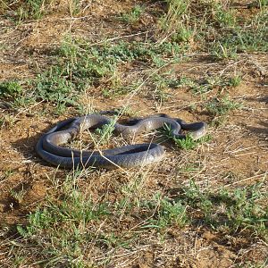 Black Mamba Namibia