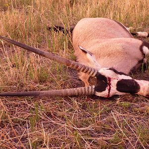 Cull Gemsbok Namibia