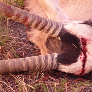 Cull Gemsbok Namibia