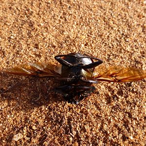 Beetle Namibia