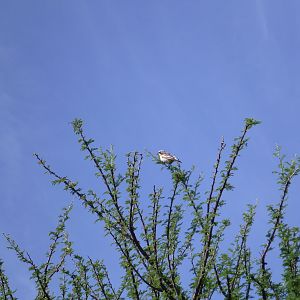 Bird Namibia