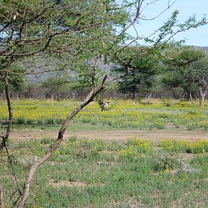 Bird Namibia