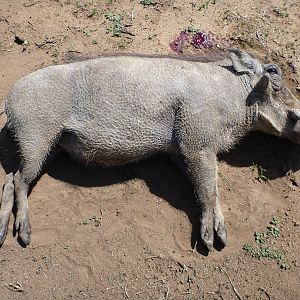 Cull Warthog Namibia