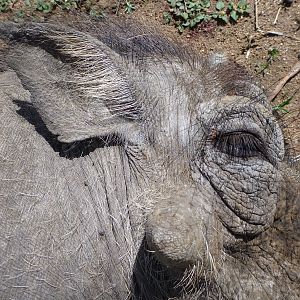 Cull Warthog Namibia