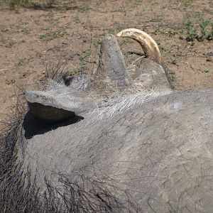 Cull Warthog Namibia