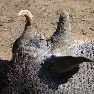 Cull Warthog Namibia